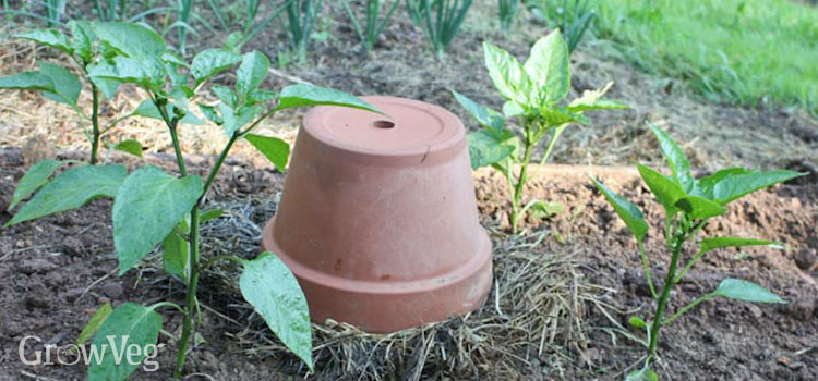 Using compost holes to nourish nearby plants