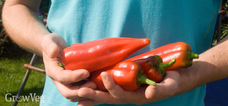 Growing peppers for Italian cooking