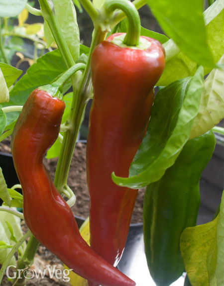 Peppers ripening