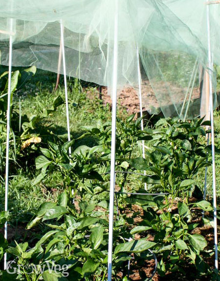 Using netting or cloth to shade plants