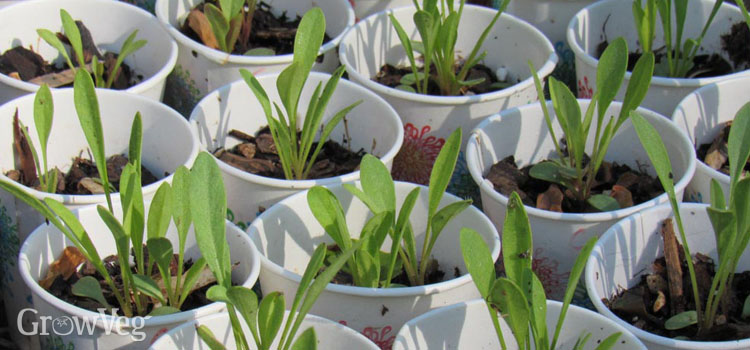 Coreopsis seedlings