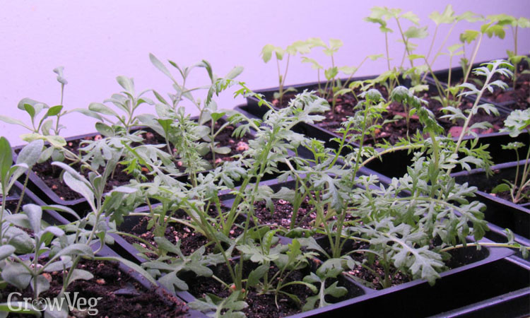 Perennial seedlings under grow lights