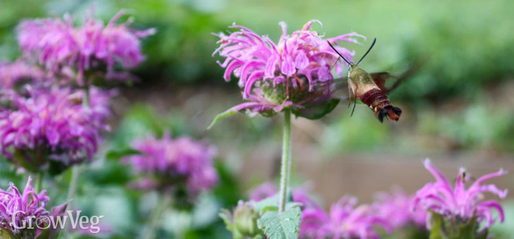 Monarda with hummingbird moth