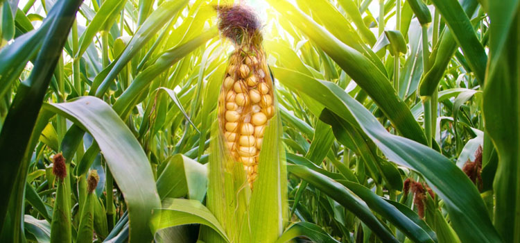 
	Grow Perfect Corn Every Time
