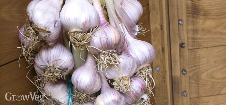https://gardenplannerwebsites.azureedge.net/blog/perfect-garlic-braid-2x.jpg