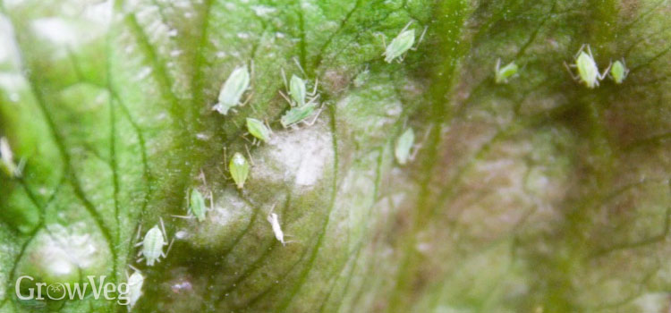 “Aphids