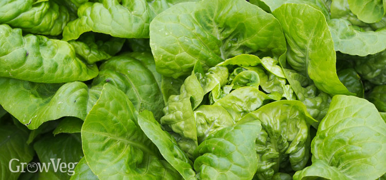 https://gardenplannerwebsites.azureedge.net/blog/perfect-lettuce-butterhead-2x.jpg