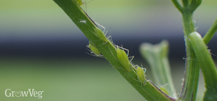 “Aphids”