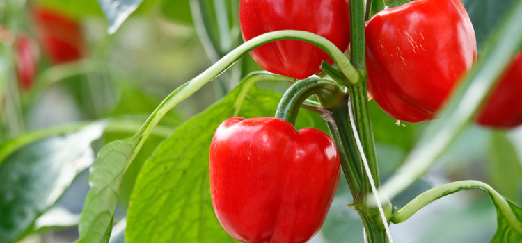 https://gardenplannerwebsites.azureedge.net/blog/perfect-peppers-fruits-2x.jpg
