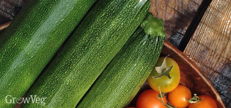 https://gardenplannerwebsites.azureedge.net/blog/perfect-zucchini-harvested-2x.jpg