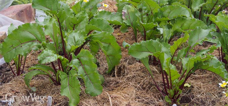 “Beets-with-grass-clipping-mulch”