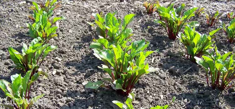 “Multisown-beetroot”