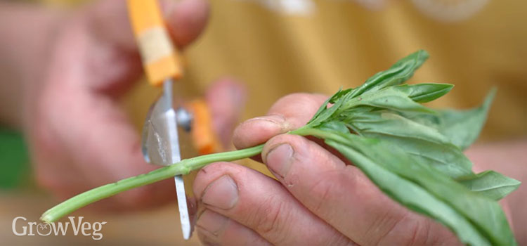 Taking a basil cutting