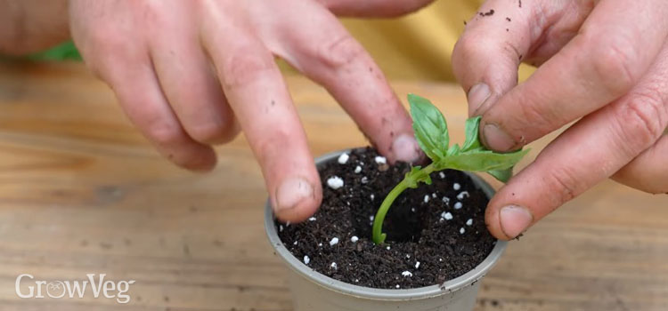 Planting a basil cutting