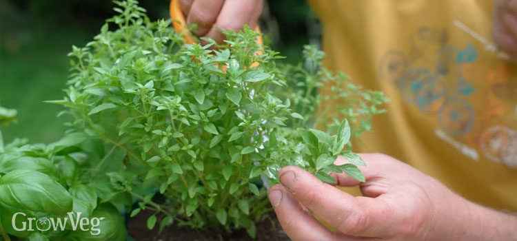 Taking cuttings from Greek basil