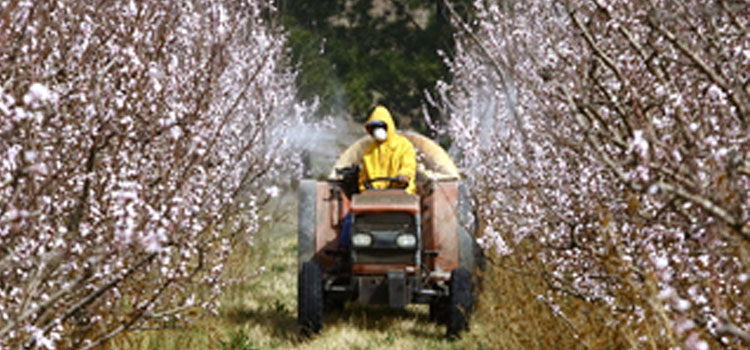 Spraying pesticides on fruit trees