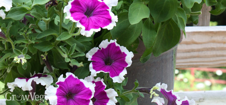 https://gardenplannerwebsites.azureedge.net/blog/petunias-in-container-2x.jpg