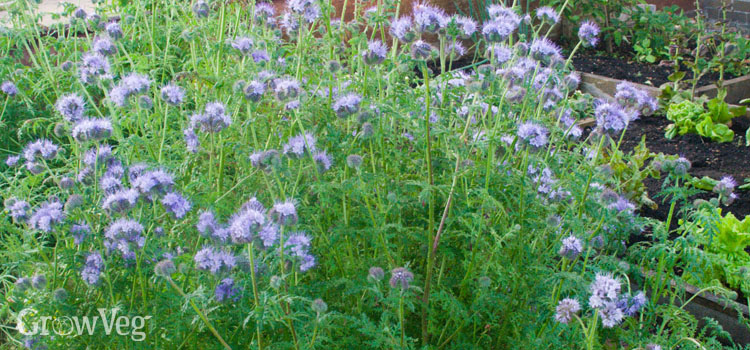 Phacelia, a green manure or cover crop