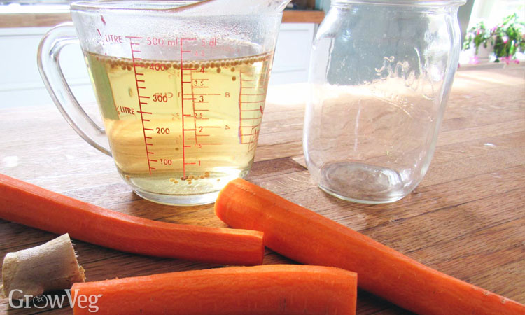 Carrot and ginger pickle juice