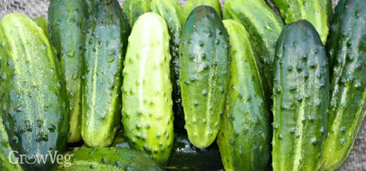 Small cucumbers