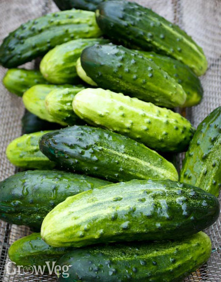 Cucumbers ready for pickling