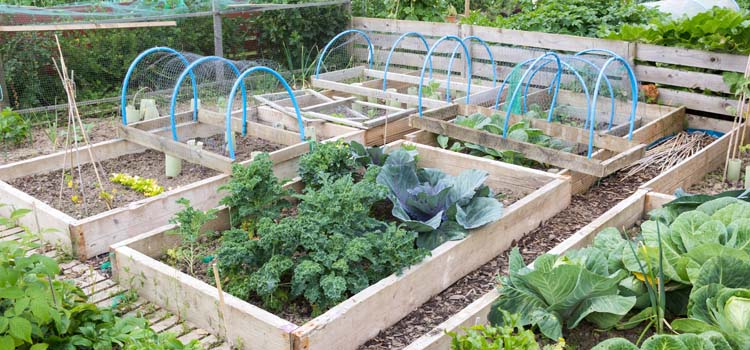 Raised beds