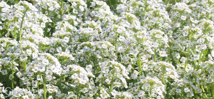 Alyssum