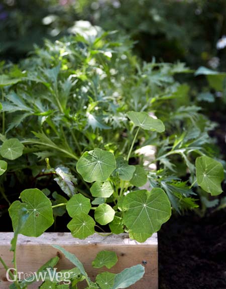 Shady vegetables