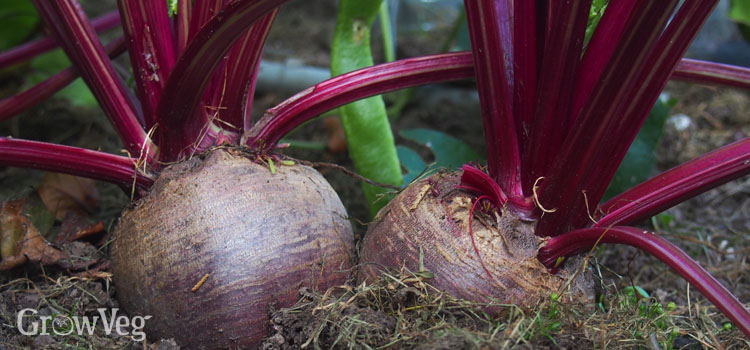Multisown beetroot