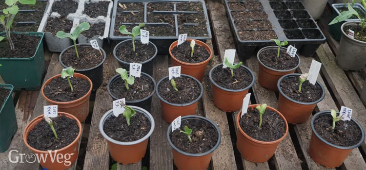 Squash seedlings in pots in the greenhouse