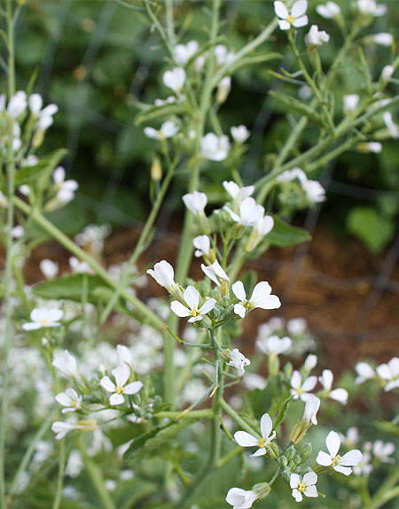 Arugula flowers