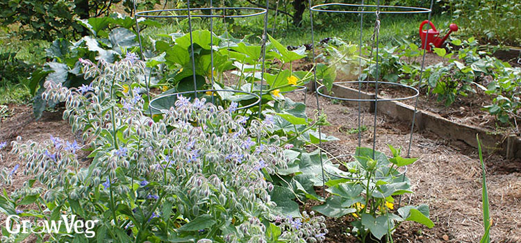 A trio of borage