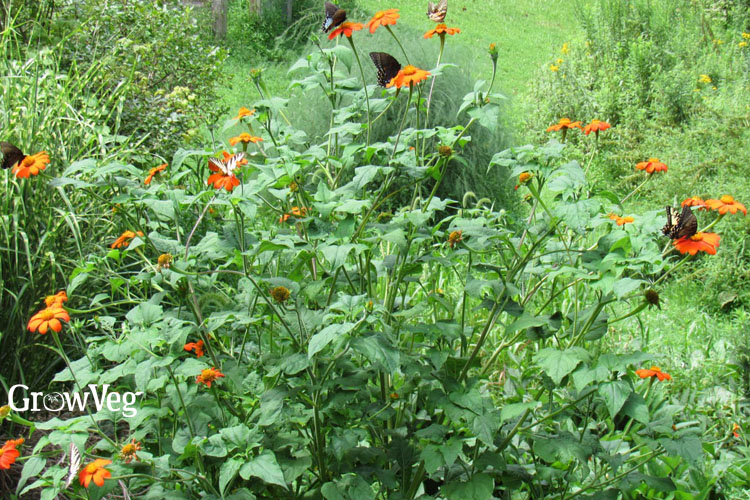 Mexican sunflower