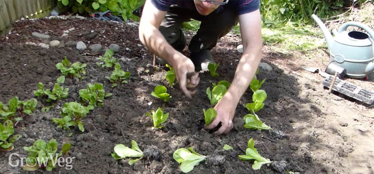 Planting out lettuce plug plants