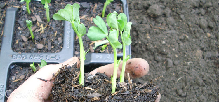 Module grown peas