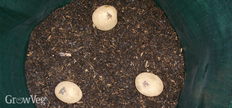 Spacing is important when planting potatoes in containers