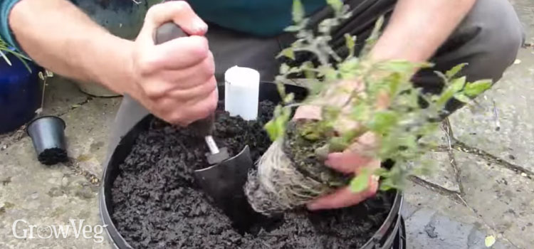 Adding a plant to the container