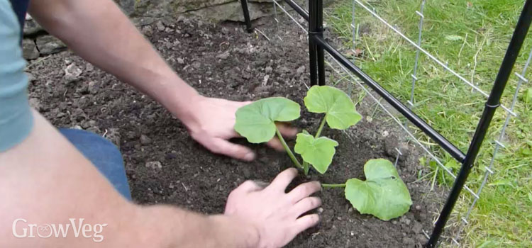 Planting squash to grow up a vegetable arch