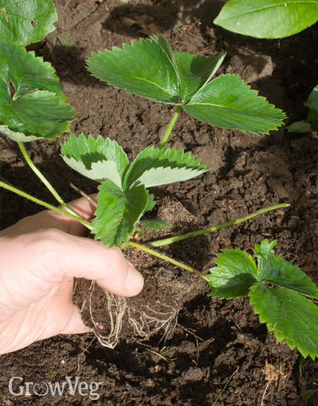 Planting a new strawberry plant