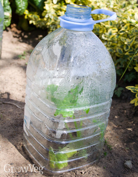 Using bottles as cloches to protect young plants