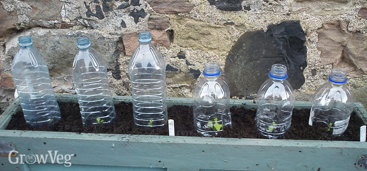 Plastic bottle cloches