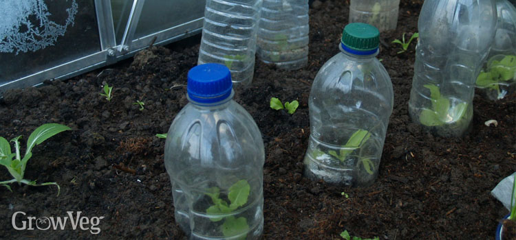Cloches made from old plastic bottles