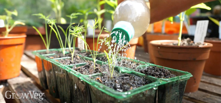 Mini Bottle Top Watering Garden Plant Sprinkler Water Seed Seedlings Irrigation 
