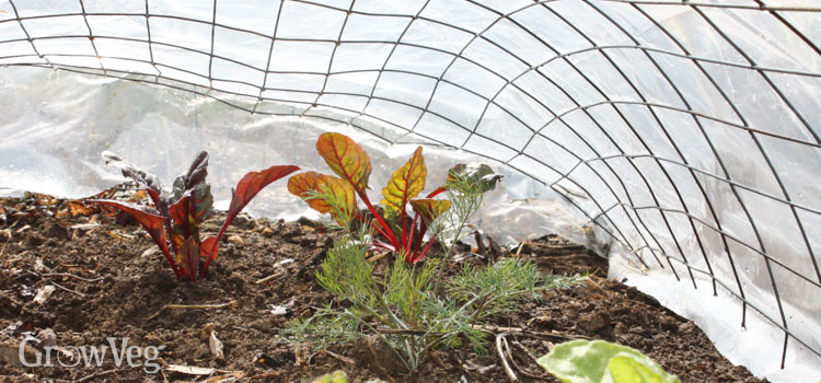 Plastic tunnel warming soil in vegetable garden