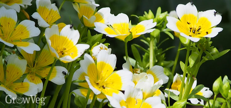 Self-seeded poached egg plants