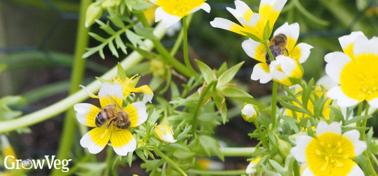 Poached egg plant being pollinated by bees