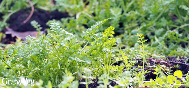 Poached egg plant foliage