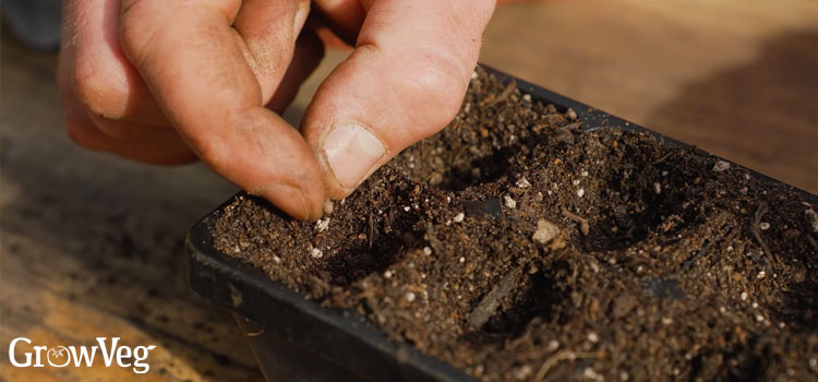 Sowing poached egg plant into a plug tray