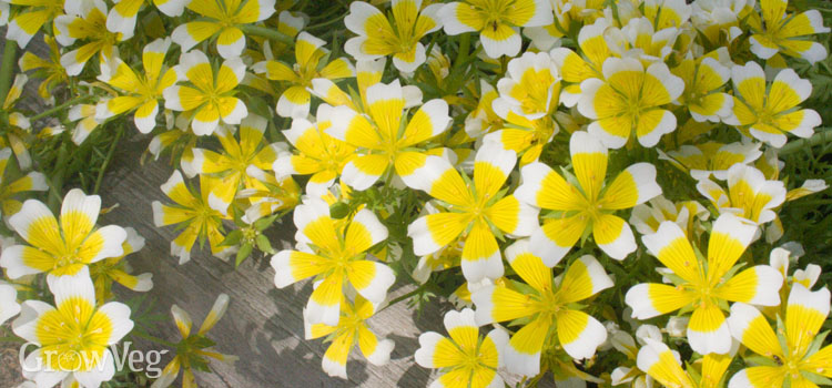 Poached egg plant attracts beneficial insects