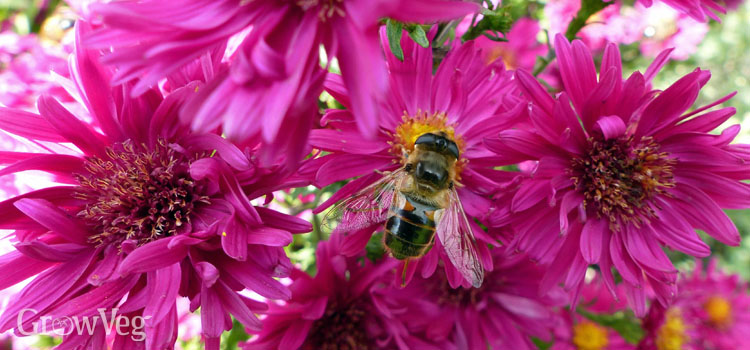 “Hoverfly